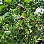 Image result for Gardenia ternifolia