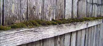 Real results, real people · project cost guides · 10 million+ reviews Remove Sun Damage Moss And Mold On Wood Fences Buzz Custom Fence