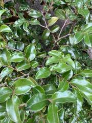 Image result for Basananthe sandersonii