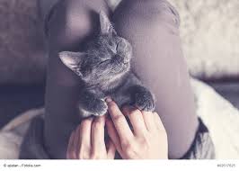 Dem namen nach scheint diese katze mit dem blauen fell einen russischen ursprung zu haben. Russisch Blau Steckbrief Herkunft Wesen Und Mehr