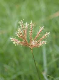 Image result for Cyperus denudatus