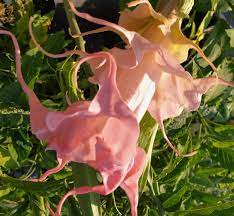 Pin On Brugmansia