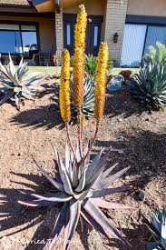 Image result for Aloe tauri