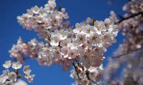 Polish your personal project or design with these cherry blossom tree transparent png images, make it even more personalized and more attractive. Varieties Of Cherry Blossom Jpvisitor