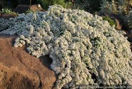 Image result for Xyris asterotricha