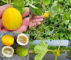 Image result for Cucumis melo