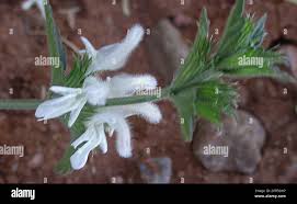 Image result for Leucas glabrata