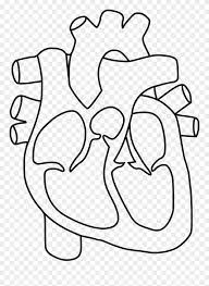 40+ human heart coloring pages for printing and coloring. Collection Of Heart Clipart Coloring Pages Human Heart For Coloring Png Download 189220 Pinclipart