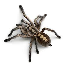 Michigan Has 2 Poisonous Spiders And One Really Scary 1