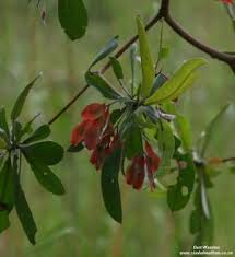 Image result for Terminalia randii