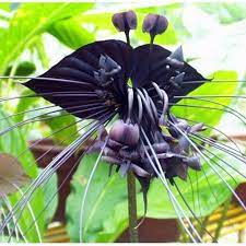 Hot Sale 100pcs Bag Black Tiger Orchid Flowers Seeds Rare Flower Orchid Seeds For Garden Home Plants Bonsai Orchid Seeds Rare Flowers Flowers Perennials
