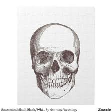 Black And White Puzzle Drawing Anatomical Skull Black White Jigsaw Puzzle Zazzle Com Skull Art Print Skull Skull Art