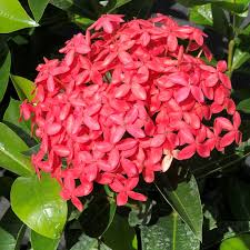 Image result for Ixora laurentii