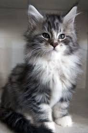 Maybe you would like to learn more about one of these? Pin On Maine Coon Kittens Adoption