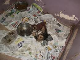 Search titles only has image posted today bundle duplicates miles from zip. Last Chance For Animals Hawaii Puppy Mill