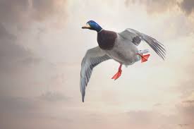 Birds Of Central Illinois Melinda Garner Birds Waterfowl Nature Photographs