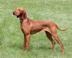70 Best Hypoallergenic Dogs That Don T Shed Small Medium And Large Breeds