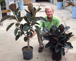Maybe you would like to learn more about one of these? 10 Ficus Decora Burgundy Bush Tristate Foliage Ficus Landscape Flowers Decora