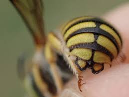 Image result for Erythrocephalum decipiens