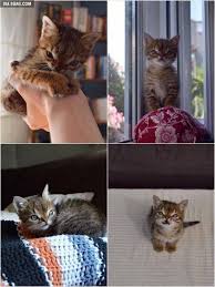 Whether your cat has down syndrome or not, you should give proper attention and love. 9gag On Twitter Cat With Down Syndrome Http T Co Zk9n0wvq6k Http T Co Apj6zdqe9k