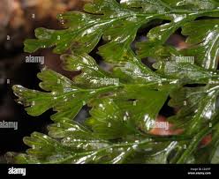 Image result for Vandenboschia