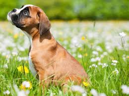 Ab wann ein welpe erzogen werden soll, kannst du dir also generell merken: Ab Welchem Alter Beginnt Die Hundeerziehung