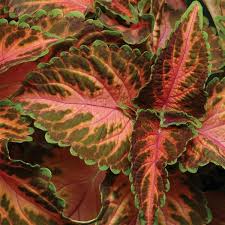 Image result for Coleus melleri