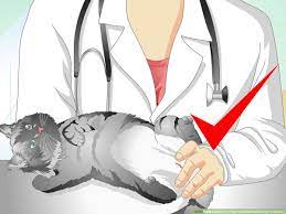 How To Care For Your Cat After Neutering Or Spaying