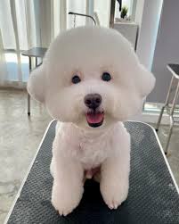 Jasper 💕 小熊装 🐻 #pomeranian #boocut