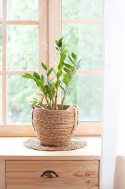 See more ideas about plants, garden, garden plants. 35 Best Indoor Plants Good Inside Plants For Small Space Gardening