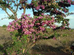 Image result for Vernonia longipedunculata