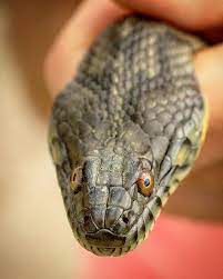 A Front Shot Of The Diamond Backed Water Snake Nerodia Rhombifer That I Posted Previously As You Can See From This An Snake Head Shapes Wildlife Photography
