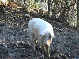 Nel 2001 abbiamo ricominciato ad allevare maiali continuando a migliorare la qualità dei salumi. Allevamento Suini Allo Stato Brado Youtube
