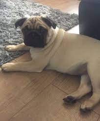 Our puppies are currently worldwide, we have puppies across the usa, canada and overseas in several countries. Pug Puppies For Sale San Francisco Bay Area Ca 257497
