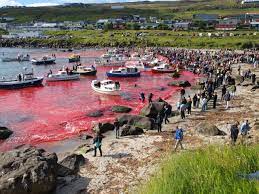 It claims this is the 10th whale hunt in the faroe islands this year, with 536 pilot whales slaughtered in total. Faroe Islands Whale Slaughter Begins One Green Planet