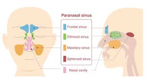 Image result for Maxillary Sinus