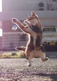 A casual game in which you have to break boards for a cute karate cat. Karate Cats Photographer Hiroyuki Hisakata Captures Felines In Martial Arts Poses Culture