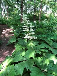 Image result for Launaea rogersii