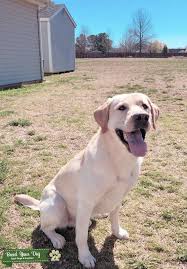 Big Yellow Lab on Sale, 52% OFF | www.ingeniovirtual.com