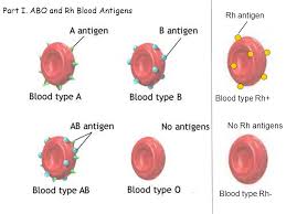 why can a type o person donate blood to all other blood