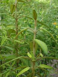 Image result for Lippia somalensis