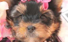 Now you can shop online for your peace of mind, with healthy essentials for your furbabies. Puppies For Sale Huntington Long Island Ny Bowwow Babies
