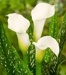 We did not find results for: Zantedeschia Albomaculata Calla Lily