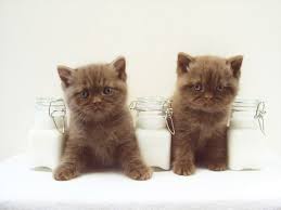 In a large bowl, combine the flour, 3 tablespoons of the sugar, baking powder, and salt. Cattery Rinacci Brits Korthaar De Brit Cute Cats And Dogs Kittens Kittens Cutest