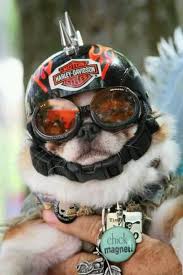 Harley Dog I Am Not A Fan For Dressing Up Your Pet But I Am Sure This Dog Picked Out The Helmet On His Own Ride On Dog Helmet Biker Dog Dogs