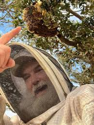 Orlando Bee Removal Services