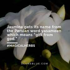 The Moonlight On The Grove Jasmine Magical Properties And Uses Magical Herbs Magical Herbs Jasmine Flower Tattoos Magic Herbs
