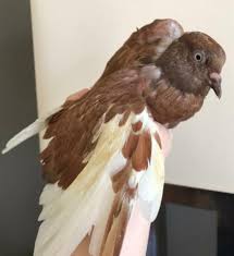 Chicago pigeon pets rescue sample rate: Chocolate And Tiramisu Are The Perfect Chicago Pigeon Pets Rescue Facebook