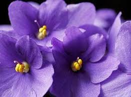 It is part of the savannah metropolitan statistical area. Rose Resciniti Obituary Richmond Hill Georgia Legacy Com