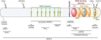 Image result for BRCA2